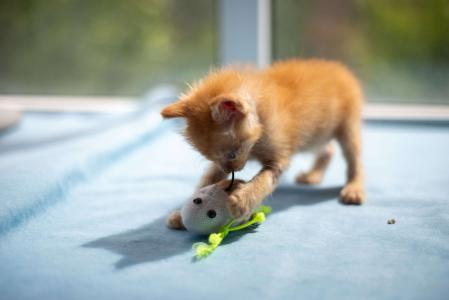 Brinquedos para gatos cegos ou com baixa visão: como estimular os outros sentidos do felino?